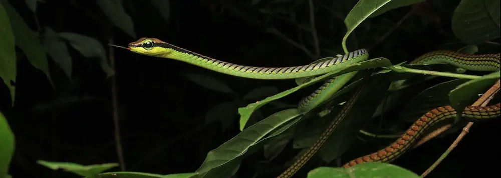 The elegant bronzeback in Phuket, Thailand. Dendrelaphis formosus.