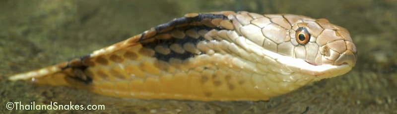 The ultimate Thailand Snake, a king cobra swimming in a Thailand freshwater stream.