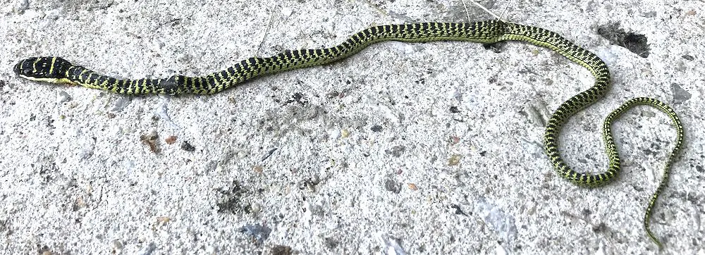 Golden tree snake killed at a home in Southern Thailand.