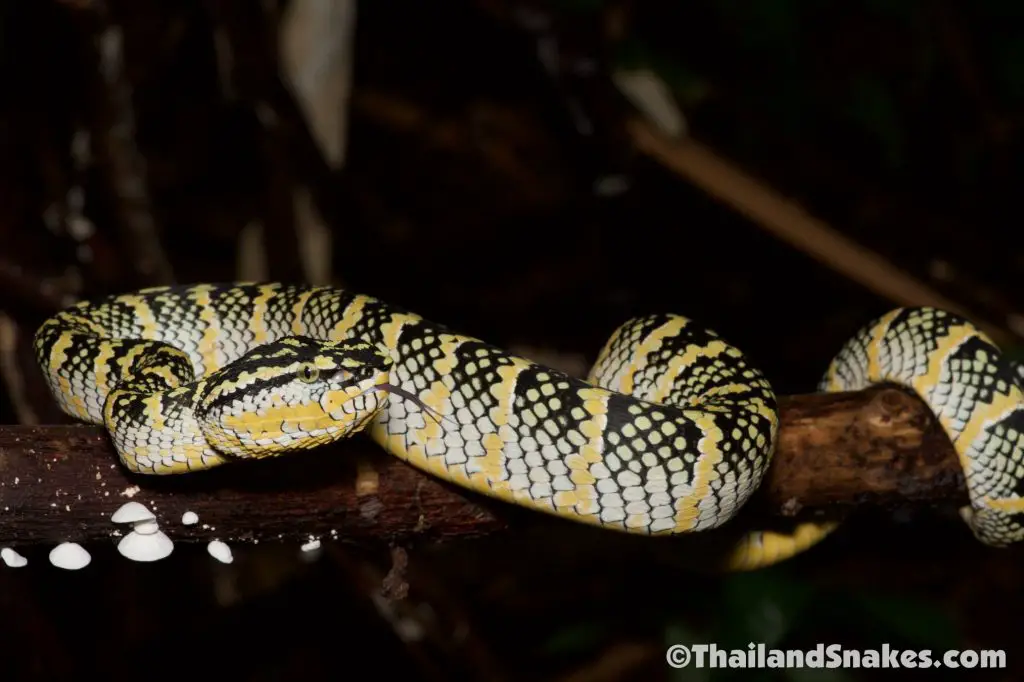 Wagler's Pit Viper, a tree viper, on Phuket Island, Thailand.