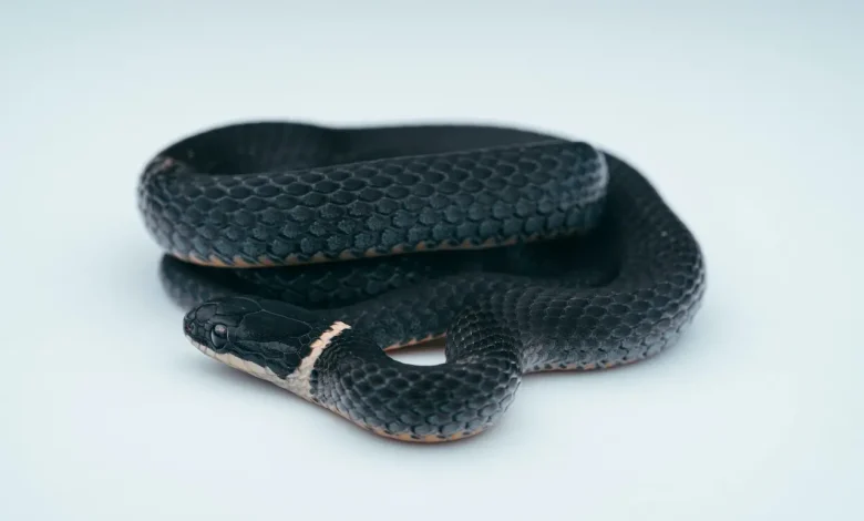 The Black 22 Venomous Laos Snakes