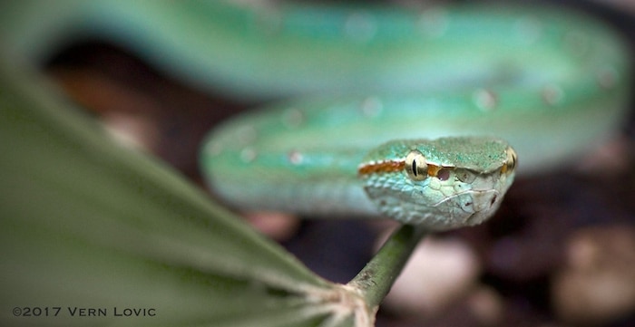 A male green Wagler's pit viper on a bush in the Krabi rainforest during a wildlife field trip with Krabi Nature (com).