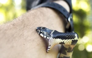 A Guide to Avoiding Snakebites in Thailand and Southeast Asia