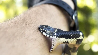 A Guide to Avoiding Snakebites in Thailand and Southeast Asia