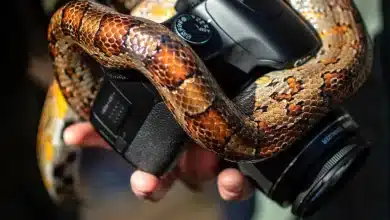 Snake around the Camera Ambitious Snake Project