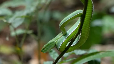Green Snake Are Thailand Snakes Dangerous to Visitors