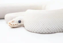 Are White Snakes Rare?