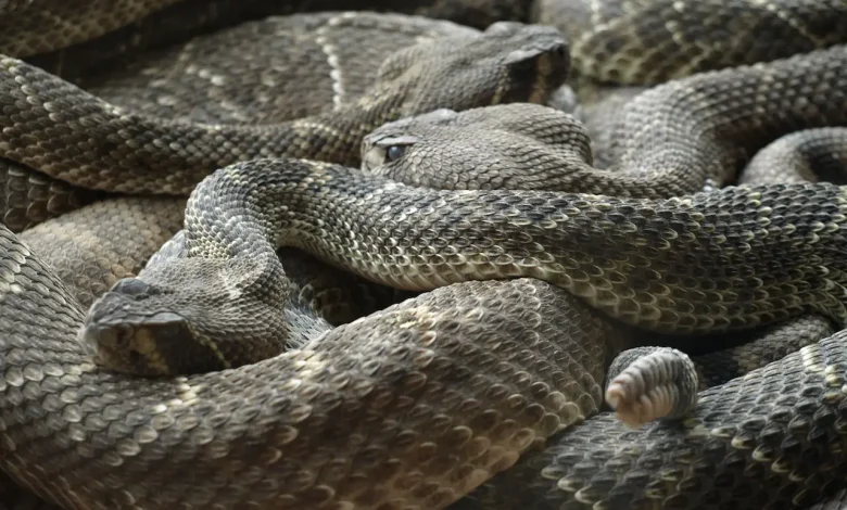 Group of Rattlesnakes Australia Venomous Snakes