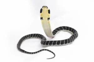 Baby King Cobra (Ophiophagus hannah)