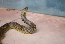 Black and Yellow Skin Snake Banded Krait