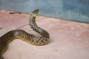 Banded Krait (Bungarus fasciatus) Curled Up In A Barrel