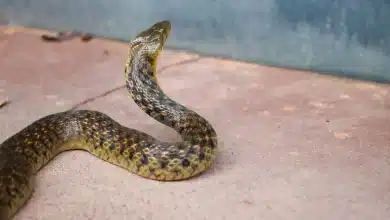 Black and Yellow Skin Snake Banded Krait