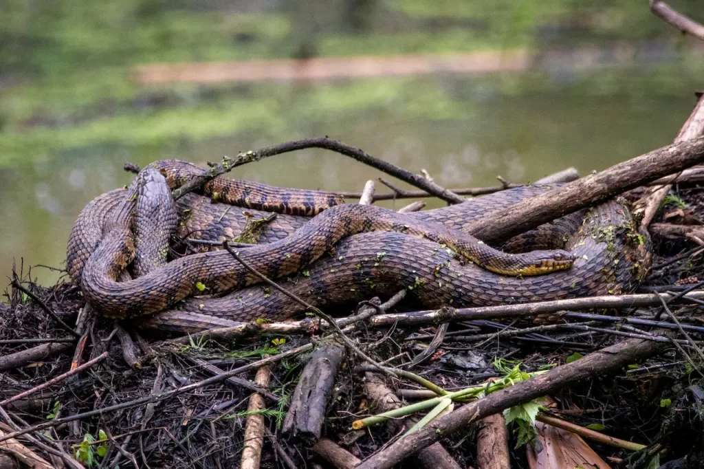 Banded Kraits mating in the wet season