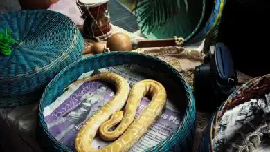 Yellow Snake at the Basket Best Of Articles
