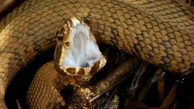 A Brown Snake gaping at the viewer Bitten by Snake