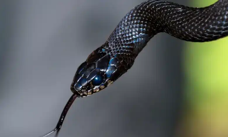 Head of a Black Snake