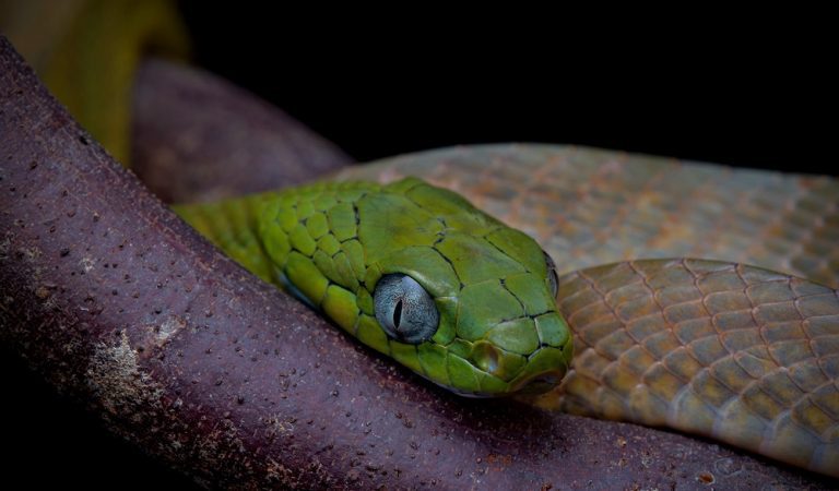 green snake Archives | ThailandSnakes