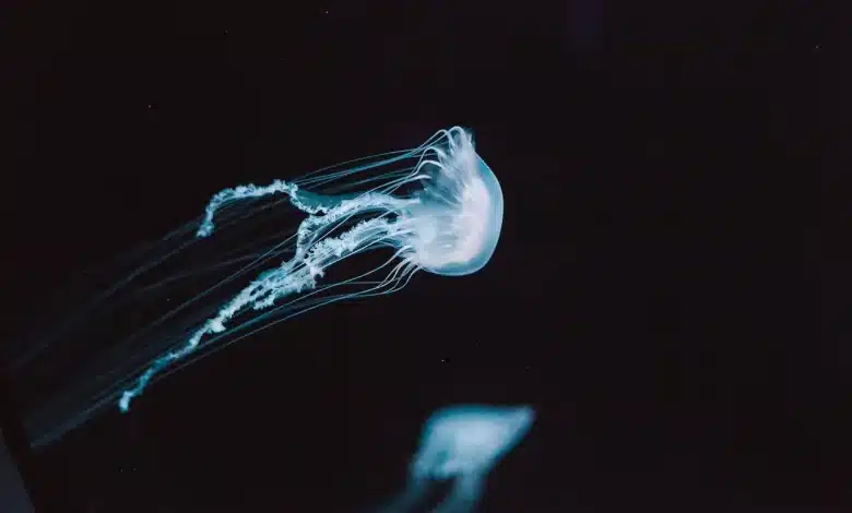The Box Jellyfish Facts and Treatment