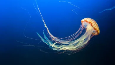 Jellyfish Underwater Box Jellyfish Of Asia