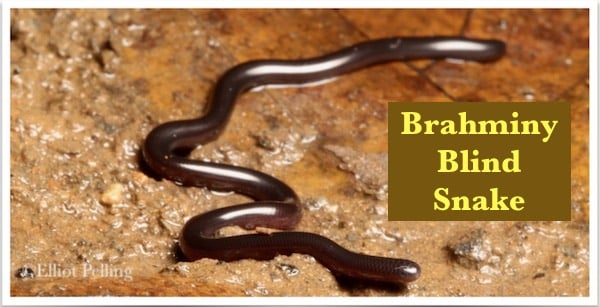 A small black and shiny Brahminy blind snake found in Asia. These are widespread snakes.