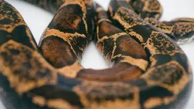 The Brown Kukri Snake