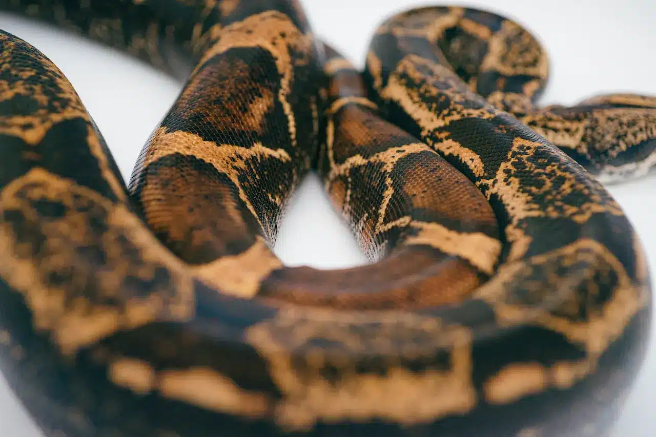 Brown Kukri Snake (Oligodon Purpurascens) | Thailand Snakes