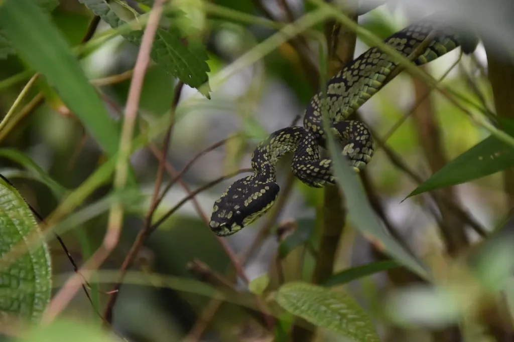 Brown-Spotted Green <a href=