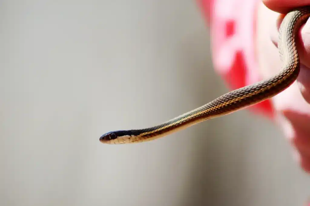 A Hand Holding the Brown Whip Snake