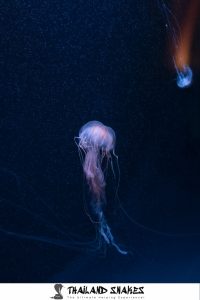 Chiropsalmus Quadrumanus Common Box Jellyfish