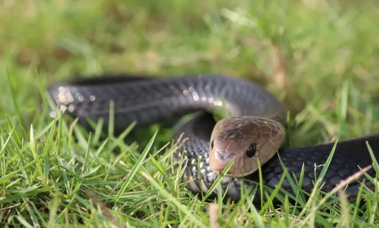 The Javan cobras called Naja sputatrix peer over grass