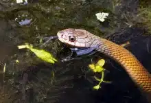 Snake in the Water Common Keelback