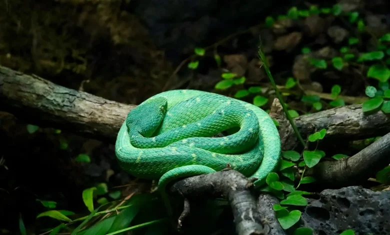Green Snake Common Thailand Snakes