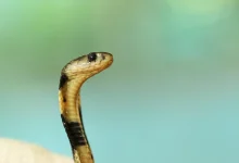 Cobra's Head Common Thailand Venomous Snakes