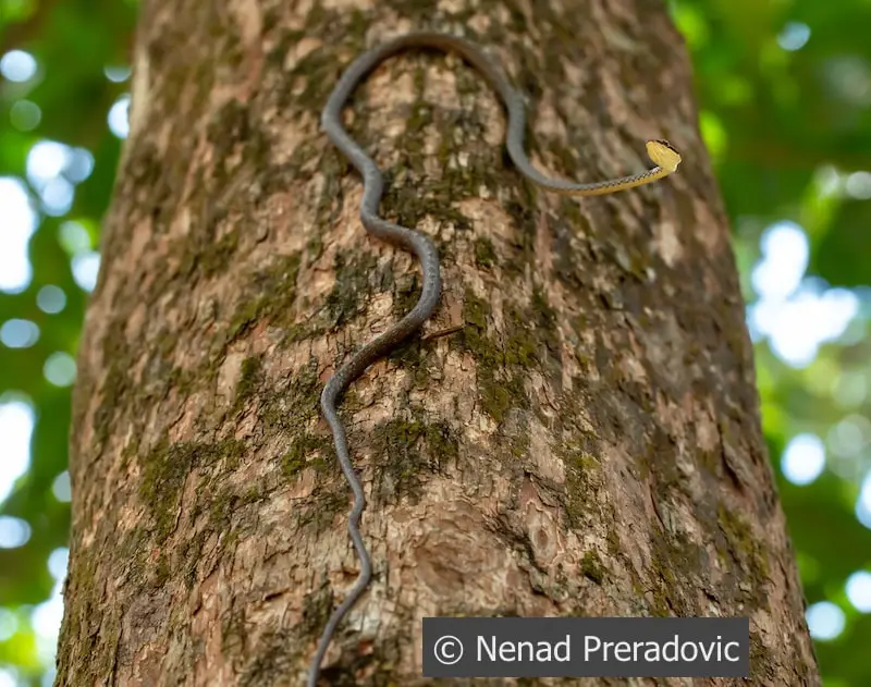 Keel-bellied whip snake, Dryophiops rubescens. Thailand.