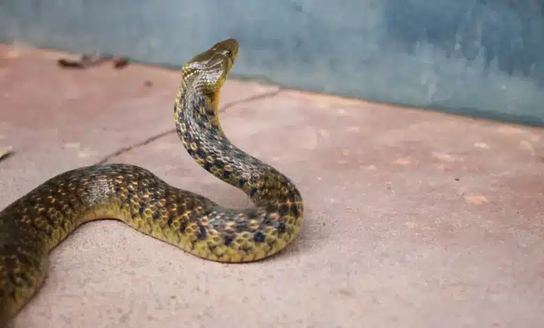 Deadly Thailand Snakes Guide