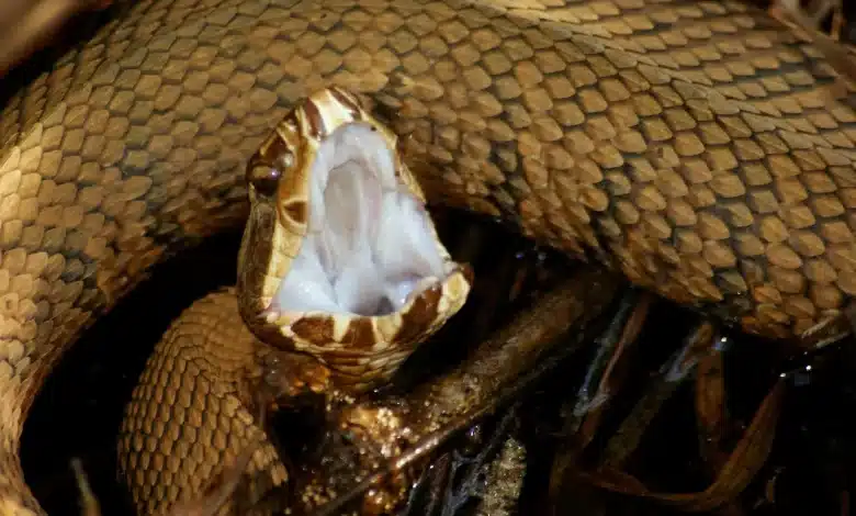 Mouth of a Snake Deaths in Thailand Due to Venomous Snakebite