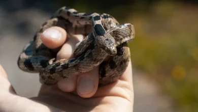 A Hand Holding a Dog-Toothed Cat Snake