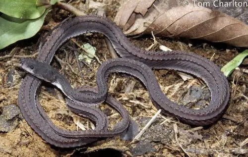 Dragon snake (Xenodermus javanicus) in situ photograph by herpetologist, Tom Charlton while in Borneo.