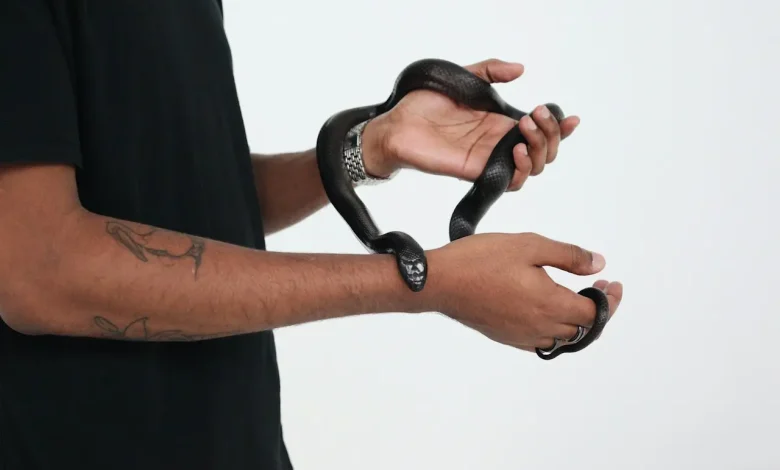 A Man Holding a Snake Free Handling Venomous Snakes