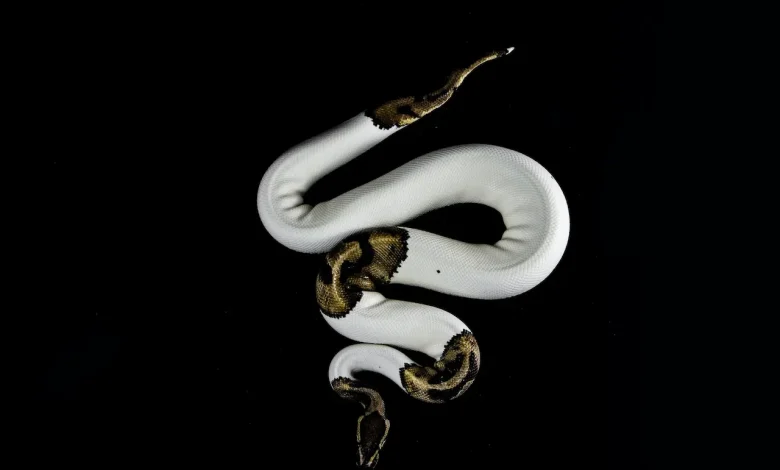 White and Brown Snake General Snake FAQ