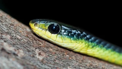 Close up Image of Golden Tree Snake