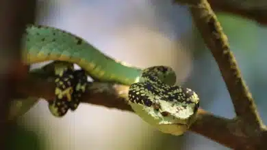Snake On A Branch Golden Tree Snakes