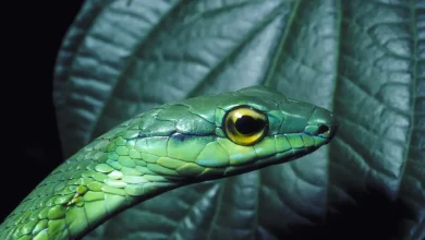 Close up Image of Green Cat Snake