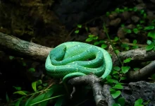 Green Keelback Snake on the Tree