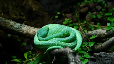 Green Keelback Snake on the Tree