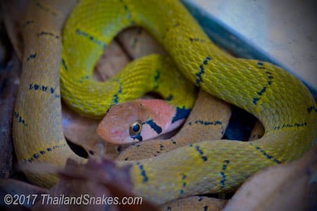 Green keelback with a pink head is indicative of a juvenile Green Keelback snake.