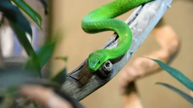 Green Snake On A Tree Green Mambas