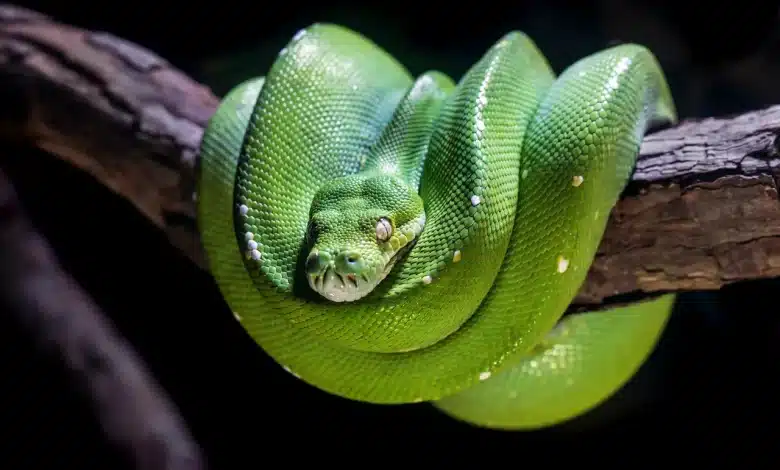 Green Snakes on the Tree Branch