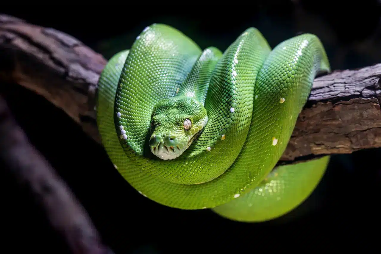 Green Snakes, Thailand Index and Information