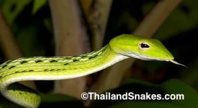 Oriental Whip Snake (A. prasina) with a long head. They also keep their tongue out as a threat display - very odd!